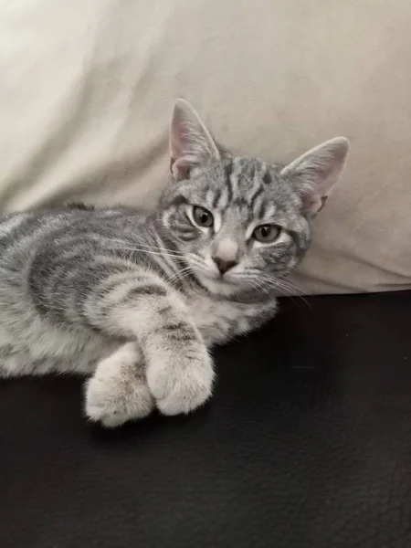 Único Pequeno Gato — Fotografia de Stock