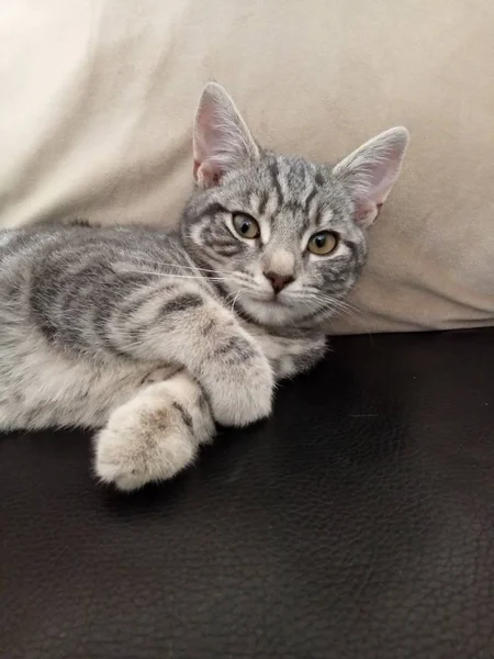 Jedyny Mały Kotek — Zdjęcie stockowe