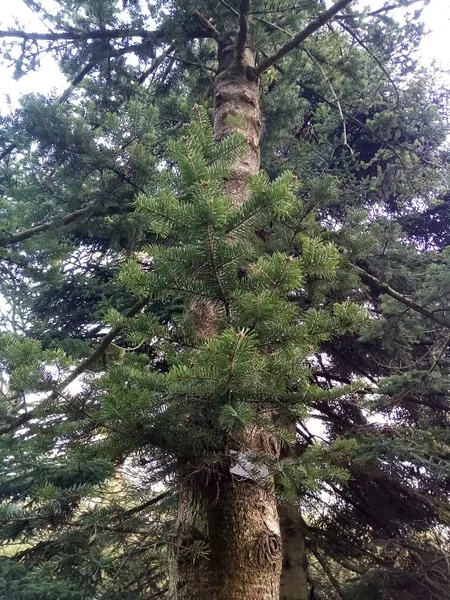 Der Eine Einzelne Baum — Stockfoto