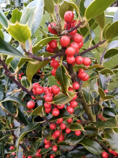 Leben Das Die Natur Bringt — Stockfoto