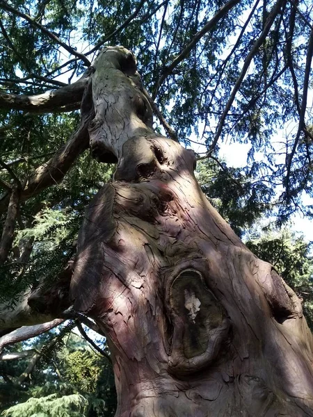 Vita Degli Alberi — Foto Stock