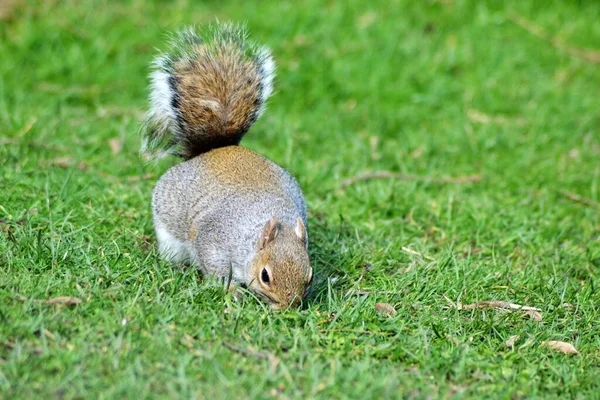 Kife Squirrel — Stock Photo, Image
