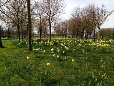 Hayat baharda gelir.