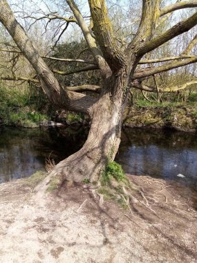 Hayat baharda gelir.