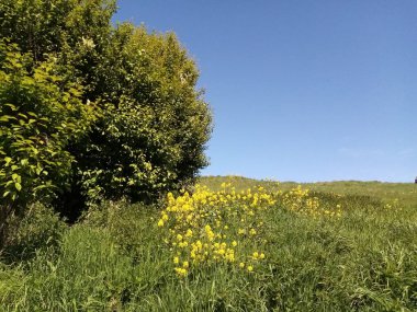 Tüm yıl boyunca hayat.