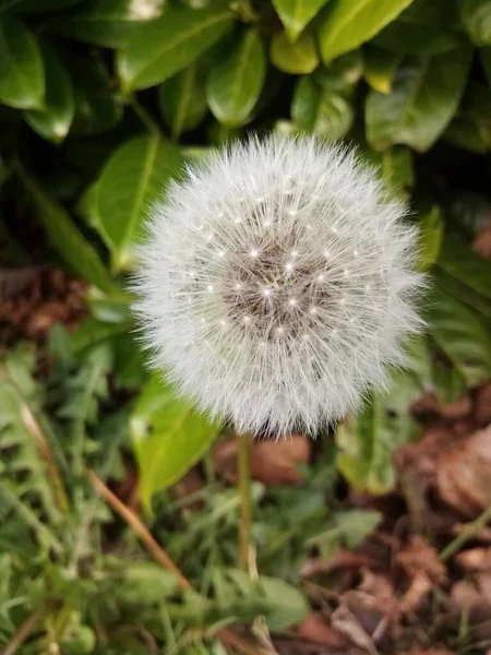 Naturaleza Todo Tipo —  Fotos de Stock