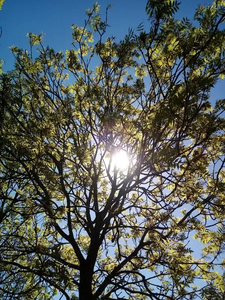 Naturaleza Todo Tipo — Foto de Stock