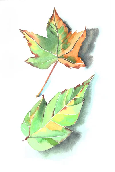 Zwei Herbstblätter Aquarell Handskizze — Stockfoto