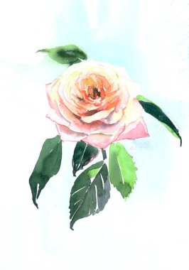 Güzel renkli gül bahçesi 