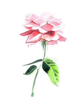 Bir kök üzerinde güzel pembe Gül 