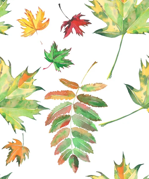 Magnifique motif de feuilles d'érable — Photo