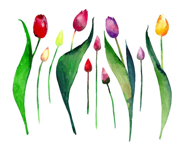 Beautiful spring bright tulip pattern watercolor — Stock Photo, Image