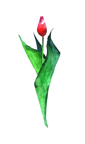 Прекрасный красивый нежный красный тюльпан с зелеными листьями — стоковое фото