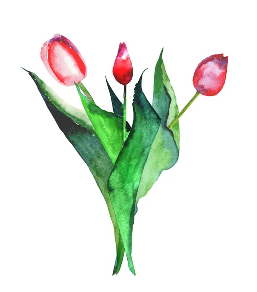 Szép fényes finomított három piros tulipán akvarell kézzel vázlatot csokor — Stock Fotó