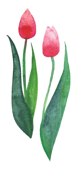 Two red beautiful bright tulips on a white background watercolor — Stock Photo, Image