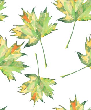 Desen suluboya el kroki güzel parlak sonbahar yeşil ve sarı akçaağaç yaprakları