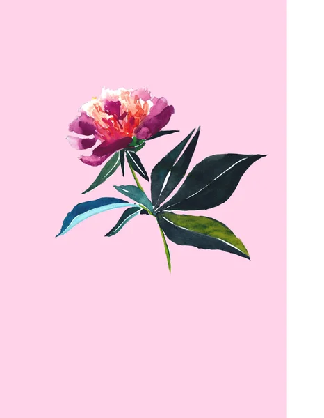 Piwonia piękny delikatny jasny wiosna pink na białym tle na różowym tle akwarela ręka szkic karty — Zdjęcie stockowe