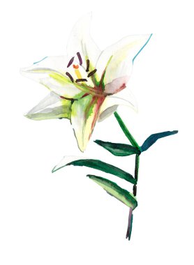 Beyaz arka plan izole suluboya el resimde çok güzel ince bej lily