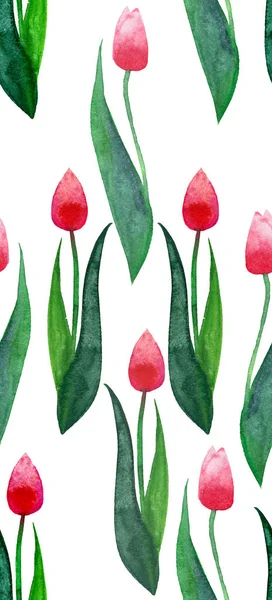 Dois vermelho primavera linda tulipas brilhantes bonitas em um fundo branco sem costura padrão de aquarela mão ilustração — Fotografia de Stock