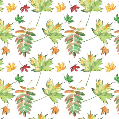 Sonbahar akçaağaç ve rowan desen suluboya el illüstrasyon parlak yaprakları