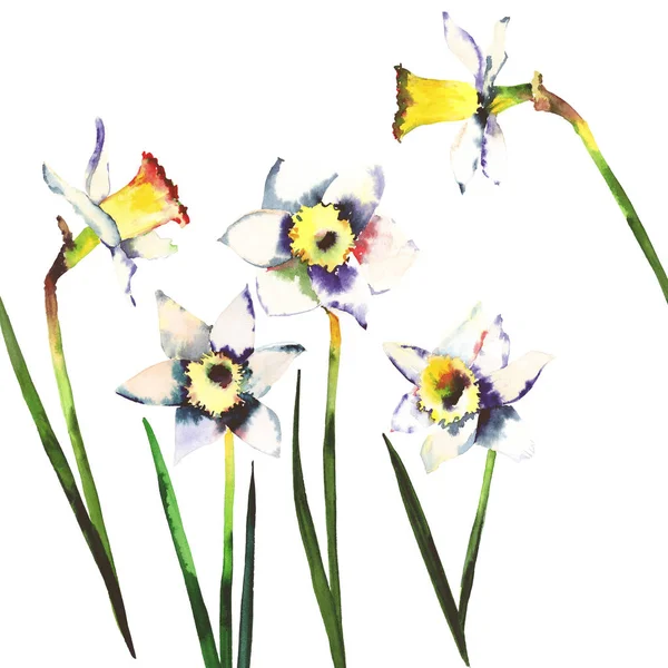 Five beautiful bright white daffodils spring bouquet watercolor hand illustration — Stock Photo, Image