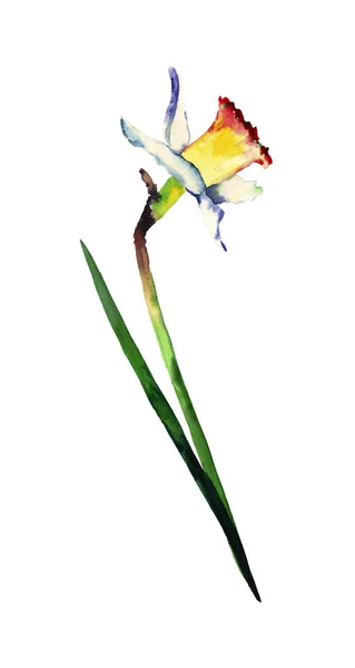 Mooie inschrijving voorjaar NARCIS geïsoleerd op een witte achtergrond aquarel hand schets — Stockfoto