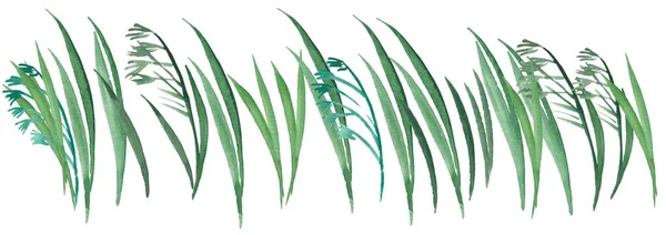 Яркий графический цветочный рисунок зеленой травы с акварелью овса — стоковое фото