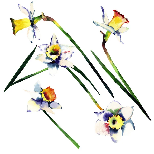 Beautiful tender spring floral lovely daffodils on a white background pattern watercolor hand illustration — Stock Photo, Image