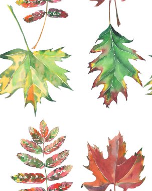 El kroki dört parlak güzel renkli yaprakları sonbahar yeşil kırmızı kahverengi akçaağaç ve rowan desen suluboya