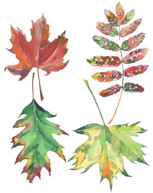 Dört güzel parlak renkli yaprakları sonbahar yeşil kırmızı kahverengi akçaağaç ve rowan suluboya resim el