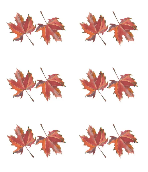 Hermoso otoño brillante luz marrón siena arce hojas patrón acuarela mano boceto —  Fotos de Stock
