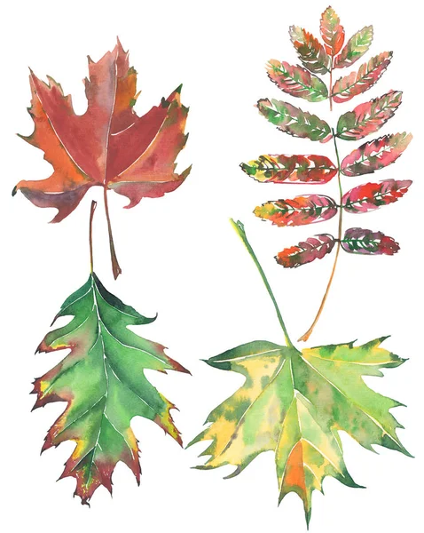 Illustratie van de hand van de vier heldere mooie kleurrijke bladeren herfst groen rood bruin esdoorn en rowan aquarel — Stockfoto