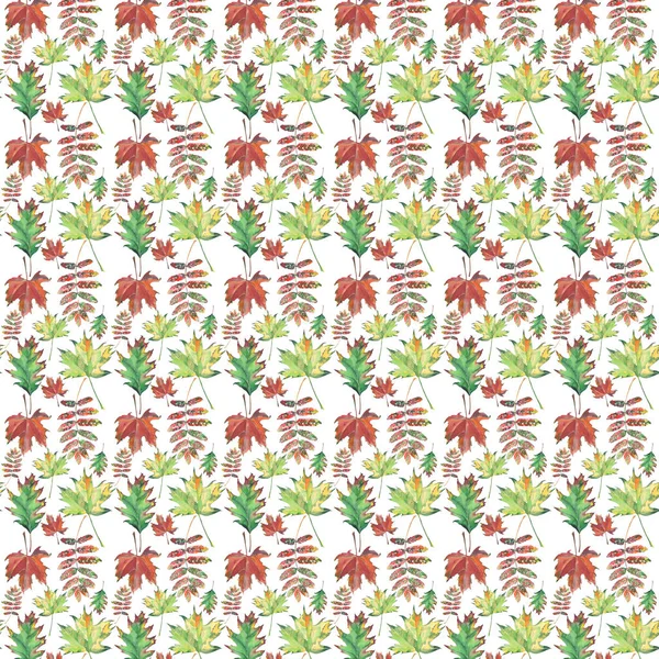 Φωτεινό όμορφα πολύχρωμα φύλλα φθινοπώρου σφενδάμνου και ακουαρέλα rowan μοτίβο χέρι εικονογράφηση — Φωτογραφία Αρχείου