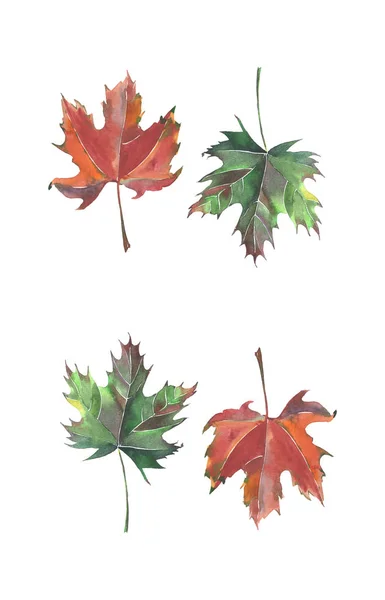 Quatre belles feuilles colorées lumineuses automne vert rouge brun érable aquarelle illustration à la main — Photo