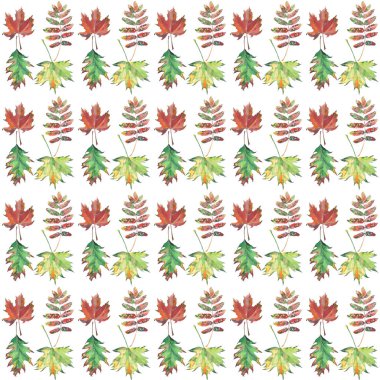 Parlak güzel çiçek renkli yaprakları sonbaharda akçaağaç ve rowan desen suluboya el kroki
