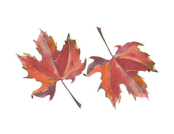 Two beautiful bright autumn brown leaves maple pattern watercolor hand illustration — Stock Photo, Image