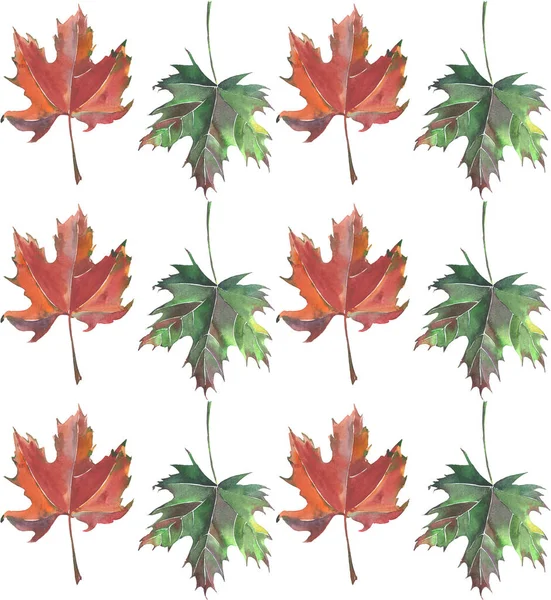 Heller Herbst schöne Grafik Kräuter zwei grün braun Blätter Ahorn Muster Aquarell Hand Illustration — Stockfoto