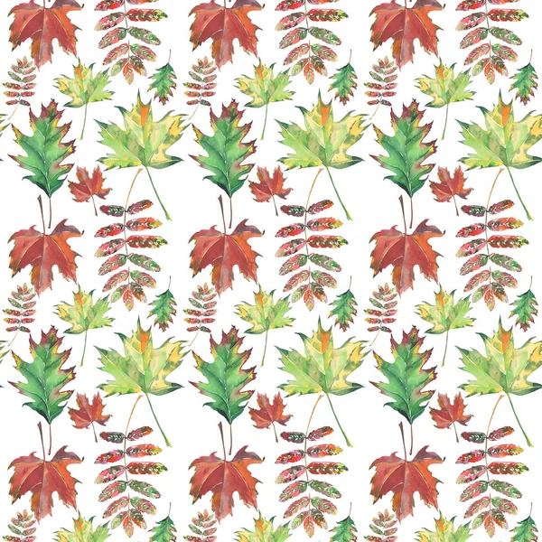 Lumineux beau floral à base de plantes automne feuilles colorées vert rouge brun érable et motif rowan aquarelle illustration à la main — Photo