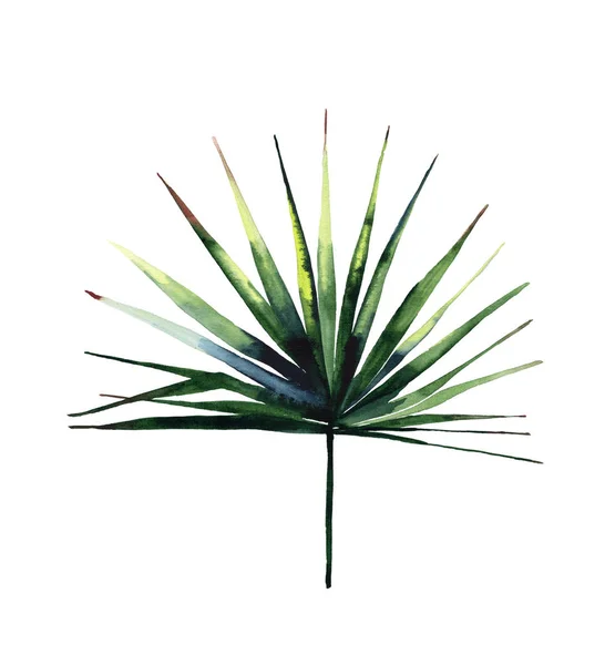 Красивый сложный зеленый тропический прекрасный прекрасный Гавайи цветочные травяные летние ветви пальмовой акварели руку иллюстрации — стоковое фото