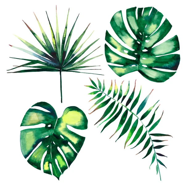 Vier schöne grüne tropische niedlich schöne wunderbare Hawaii Blumen Kräuter Sommer Palmen Aquarell Hand Illustration — Stockfoto