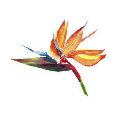 Suluboya el resimde güzel parlak güzel renkli tropikal hawaii çiçek bitkisel yaz tropikal sarı çiçek desen