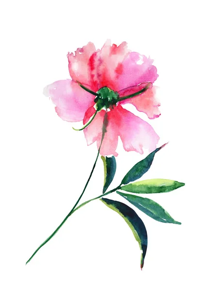美しい明るい柔らかい穏やかな洗練されたパステル春花ハーブ植物ベージュ粉末ピンク牡丹緑葉分離水彩手イラスト — ストック写真