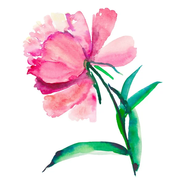 Hell niedlich schön schön wunderschön Frühling Blumen Kräuter rosa Pfingstrose isoliert Aquarell Hand Illustration. — Stockfoto