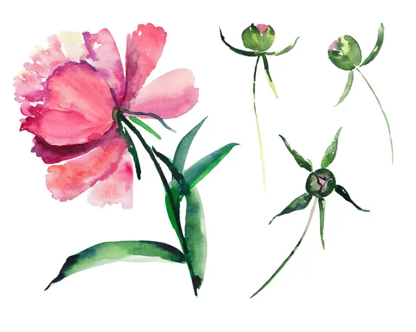 Zestaw jasnych świeże cute elegancki piękny kwiatowy colorful wiosna lato różowe i czerwone Peonie z zielonych liści i pąków akwarela ręcznie szkic — Zdjęcie stockowe