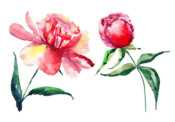 Uppsättning av en delikat anbud söt eleganta ljusa blommiga färgglada våren sommaren röda, rosa och gula pioner med gröna blad och knoppar akvarell hand illustration — Stockfoto