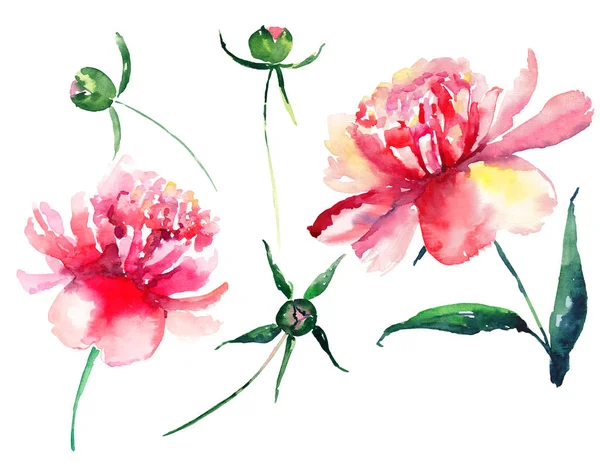 Conjunto de um delicado concurso bonito elegante floral brilhante colorido primavera verão vermelho, rosa e peônias amarelas com folhas verdes e botões de aquarela mão ilustração — Fotografia de Stock
