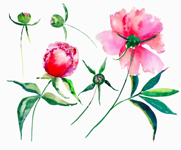 緑の葉と芽水彩手イラストの美しい繊細な柔らかいかわいいエレガントな素敵な花のカラフルな春夏のピンクと赤牡丹のセット — ストック写真