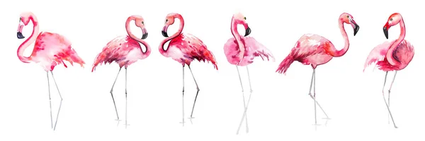 Parlak güzel ihale nazik sofistike harika tropik hawaii hayvan vahşi yaz plaj pembe flamingolar suluboya el kroki desen. Mükemmel tebrik kartı, tekstil, duvar kağıtları için