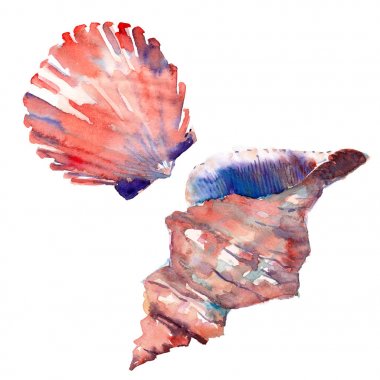 Parlak sevimli grafik güzel güzel harika yaz taze deniz plaj renkli iki deniz kabuklarını suluboya el çizimi. Tebrik kartı, tekstil tasarımı için mükemmel
