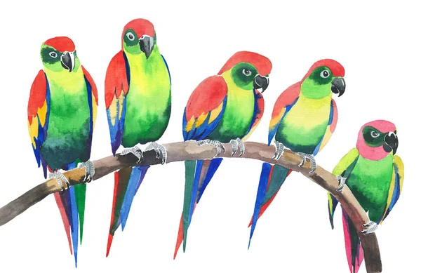 П'ять яскравих барвистих милих красивих джунглів тропічних жовтих і зелених папуг на гілці акварельної ручної ілюстрації — стокове фото